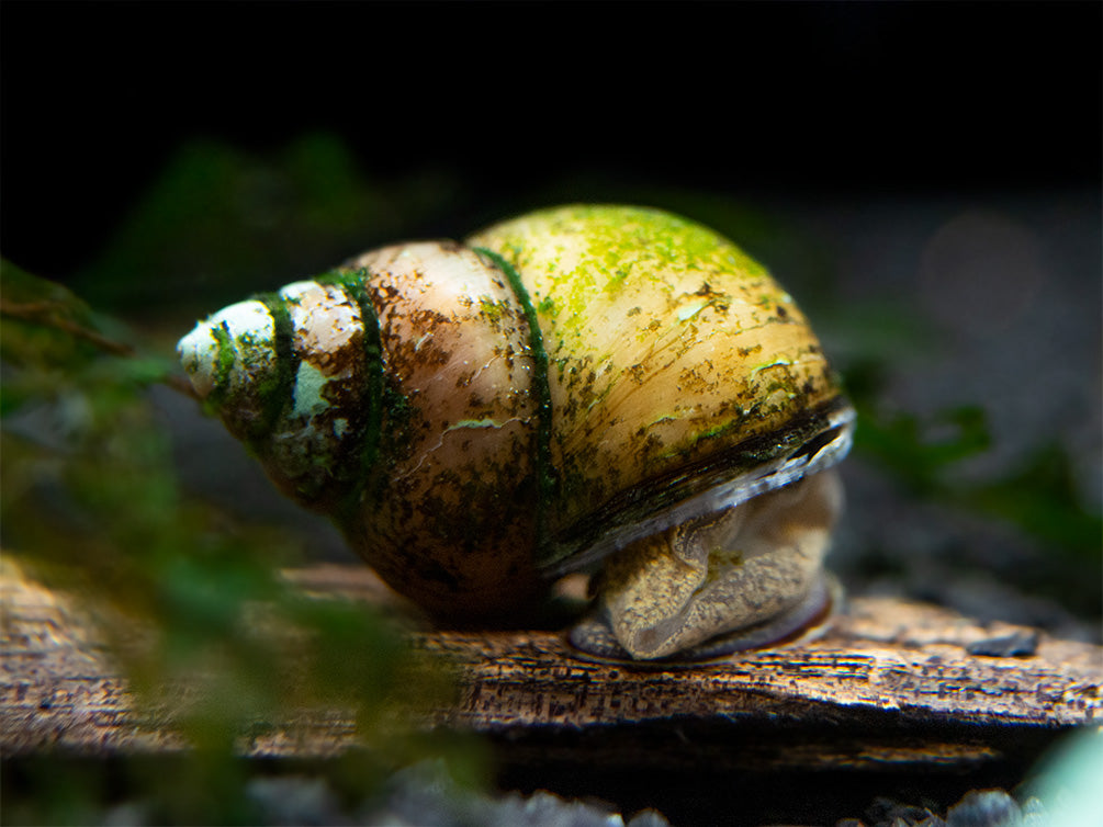 Japanese Trapdoor Snail (Sinotaia quadrata) - Tank Bred!