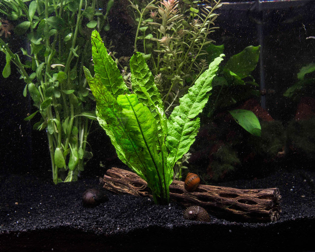 EASY Aquarium Plant Package (5-10 Gallon) - Java Moss, Moneywort, Anubias, and Java Fern