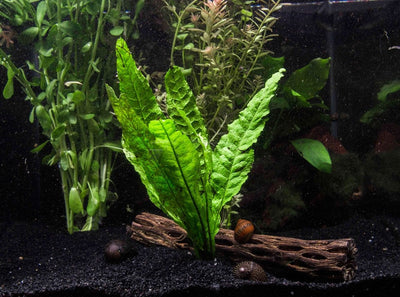 aquarium plant java fern aquascape 