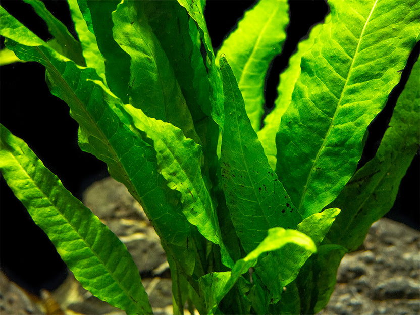 Java Fern Mat (Microsorum pteropus) - Aquatic Arts