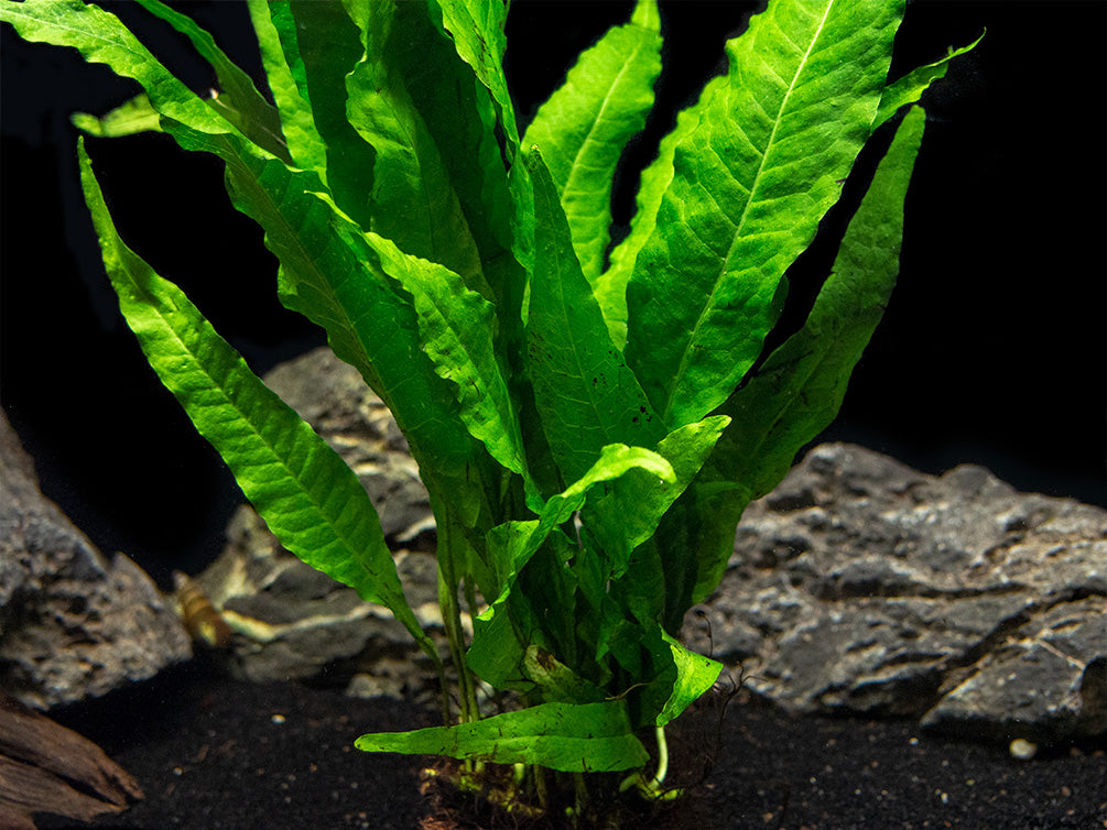 Java Fern Mat (Microsorum pteropus) - Aquatic Arts