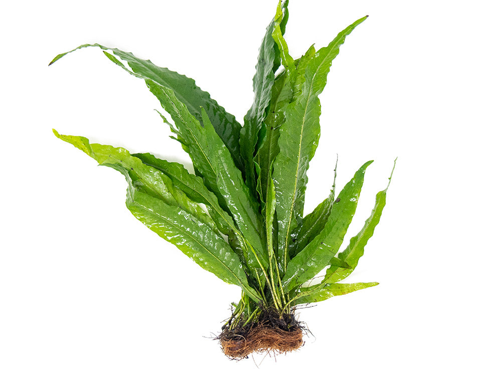Java Fern Identification Java Fern