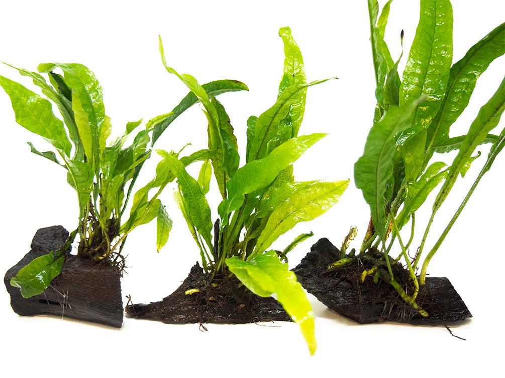 Java Fern (Microsorum pteropus) on 3+ inch Driftwood