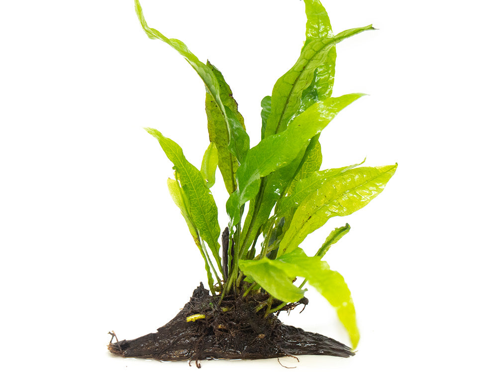 Aquatic Ferns – Aquatic Arts