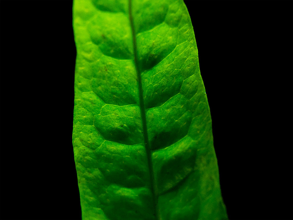 Java Fern (Microsorum pteropus) on 3+ inch Driftwood