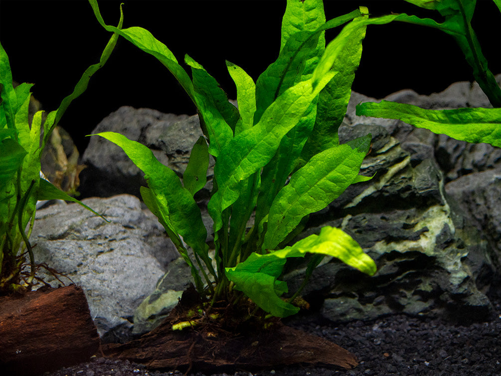 Java Fern (Microsorum pteropus) on 3+ inch Driftwood