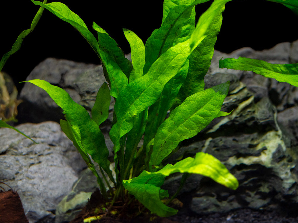 Java Fern (Microsorum pteropus) on 3+ inch Driftwood - Aquatic Arts