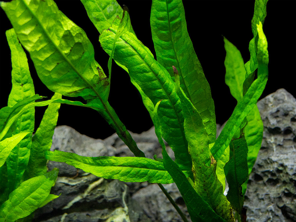 Java Fern (Microsorum pteropus) on 3+ inch Driftwood