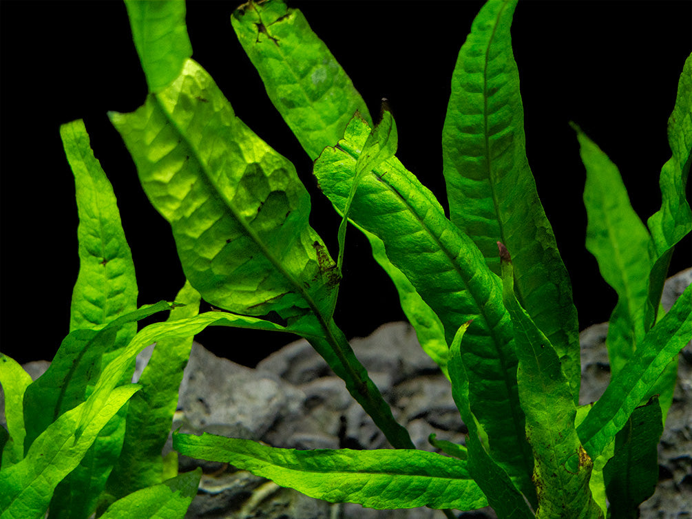 Java Fern (Microsorum pteropus) on 3+ inch Driftwood