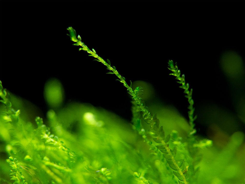 Java Moss Mat (Taxiphyllum barbieri / Vesicularia dubyana)