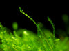 Java Moss Mat (Taxiphyllum barbieri / Vesicularia dubyana)