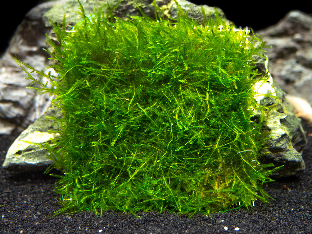 Java Moss Mat (Taxiphyllum barbieri / Vesicularia dubyana)