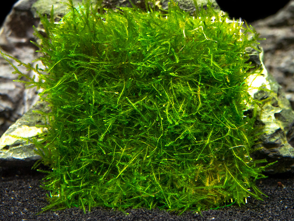 Java Moss Height Java Moss Mat - Aquatic Arts