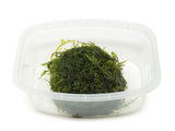  java moss for sale in a plastic container