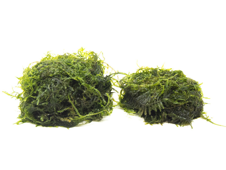 java moss balls 