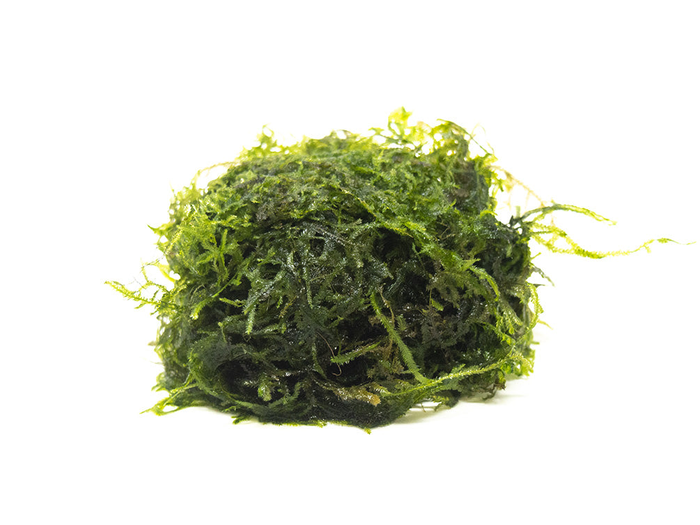  Java Moss - Vesicularia dubyana (4x6 cm) - Live Aquarium Plant  : Pet Supplies