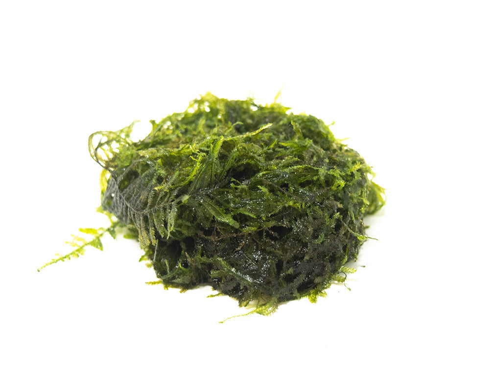 super green java moss for freshwater aquarium