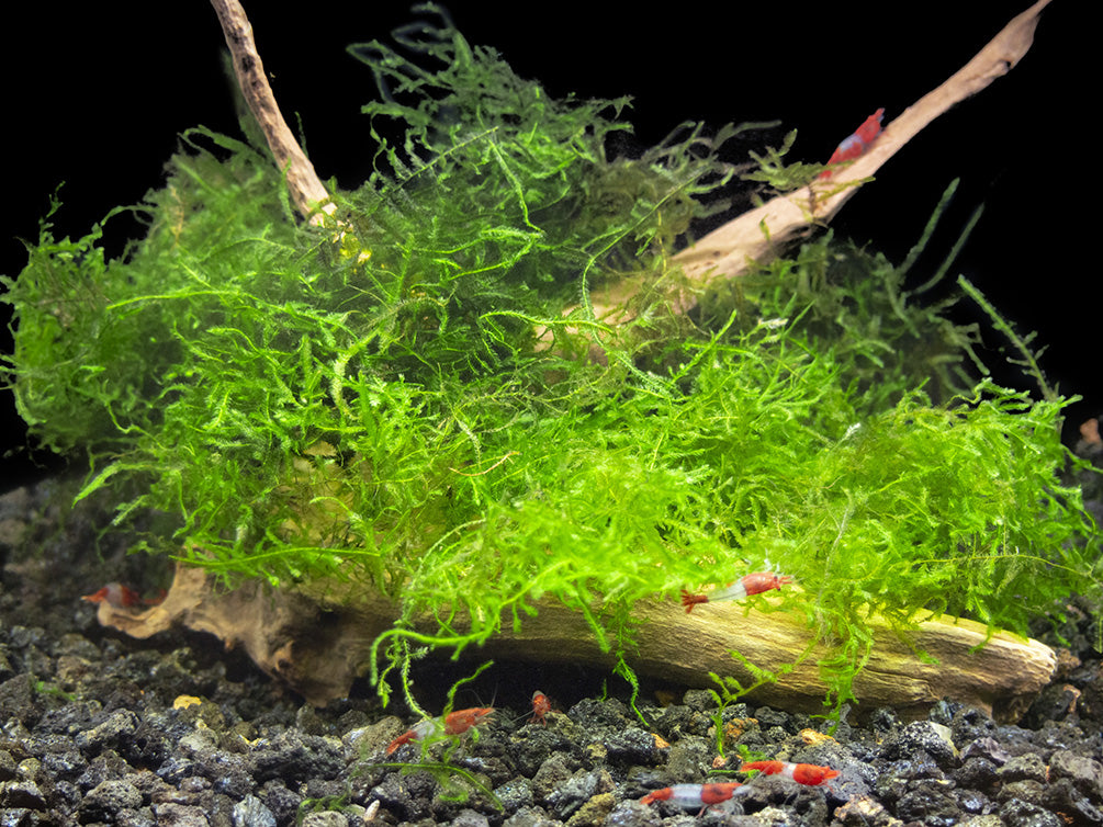 java moss with shrimp in an aquarium