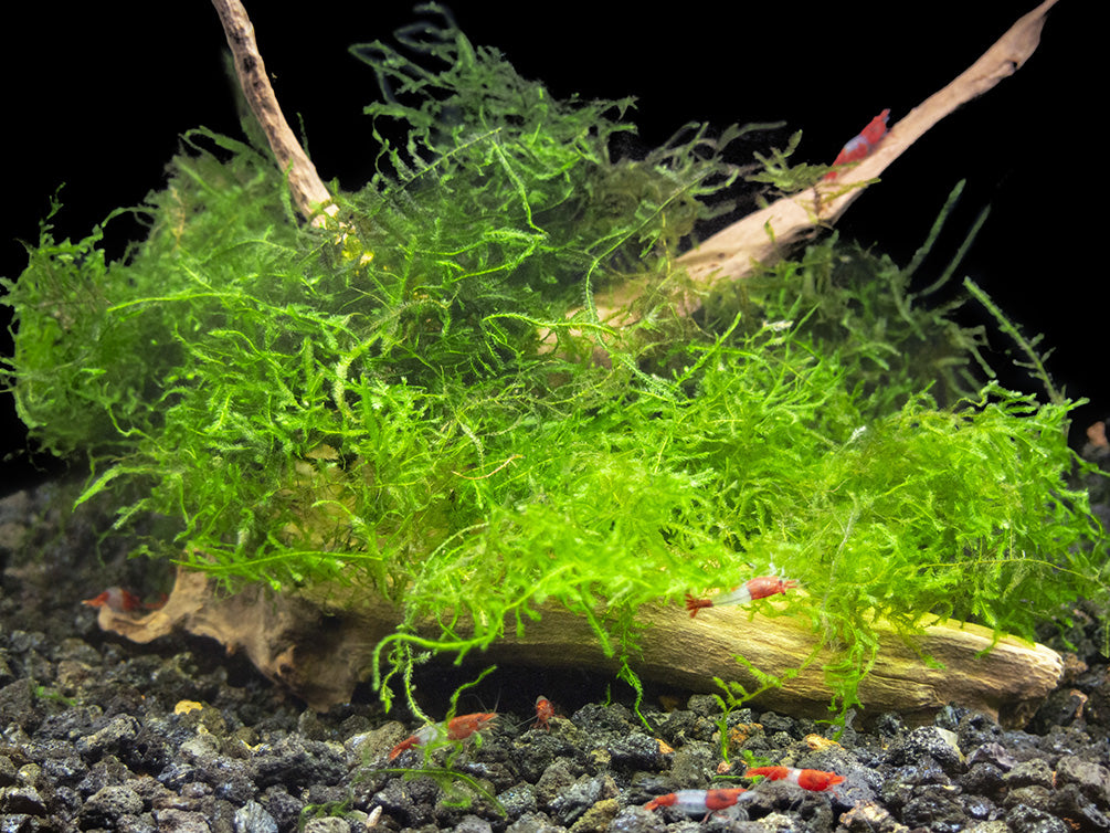 3 PLANT COMBO - Beginner Aquarium Plants: Hornwort, Duckweed, and Java Moss