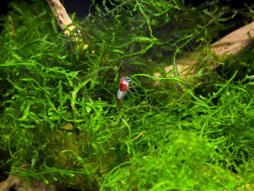 Java Moss Bridge DELUXE Java Moss (Vesicularia dubyana), Loose Portion - Aquatic Arts