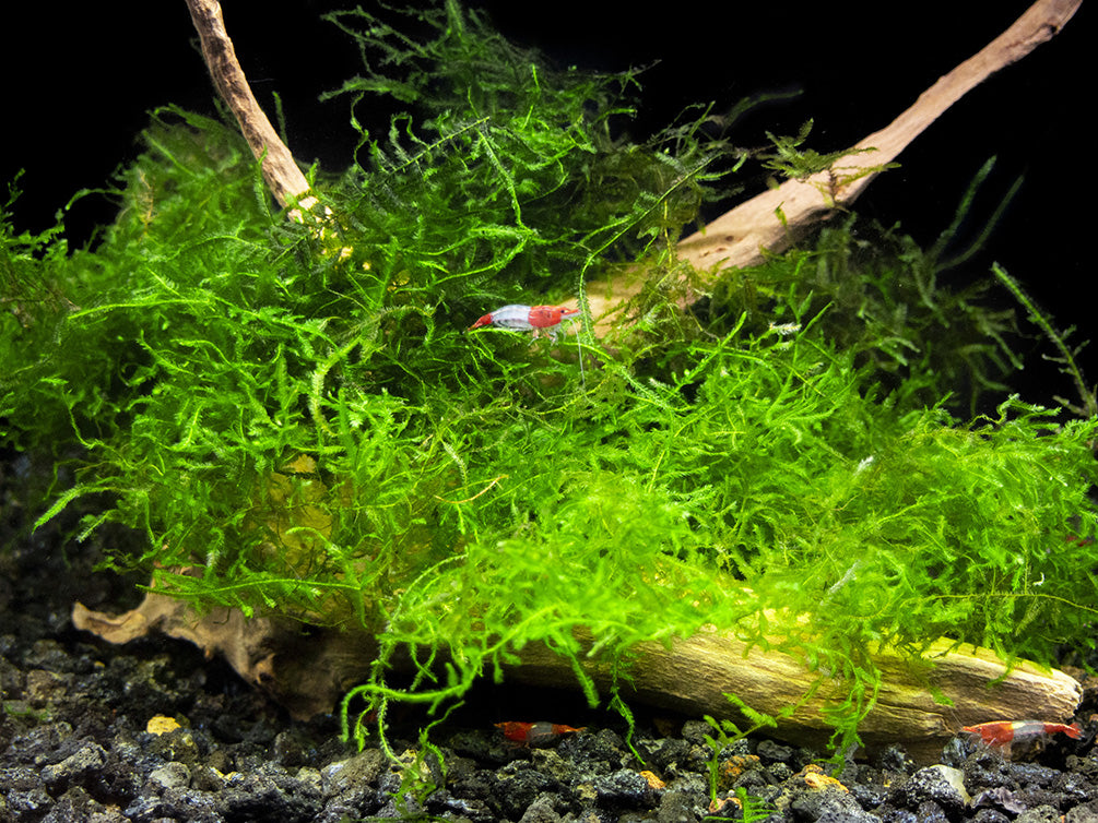 DELUXE Java Moss (Vesicularia dubyana), Loose Portion - Aquatic Arts