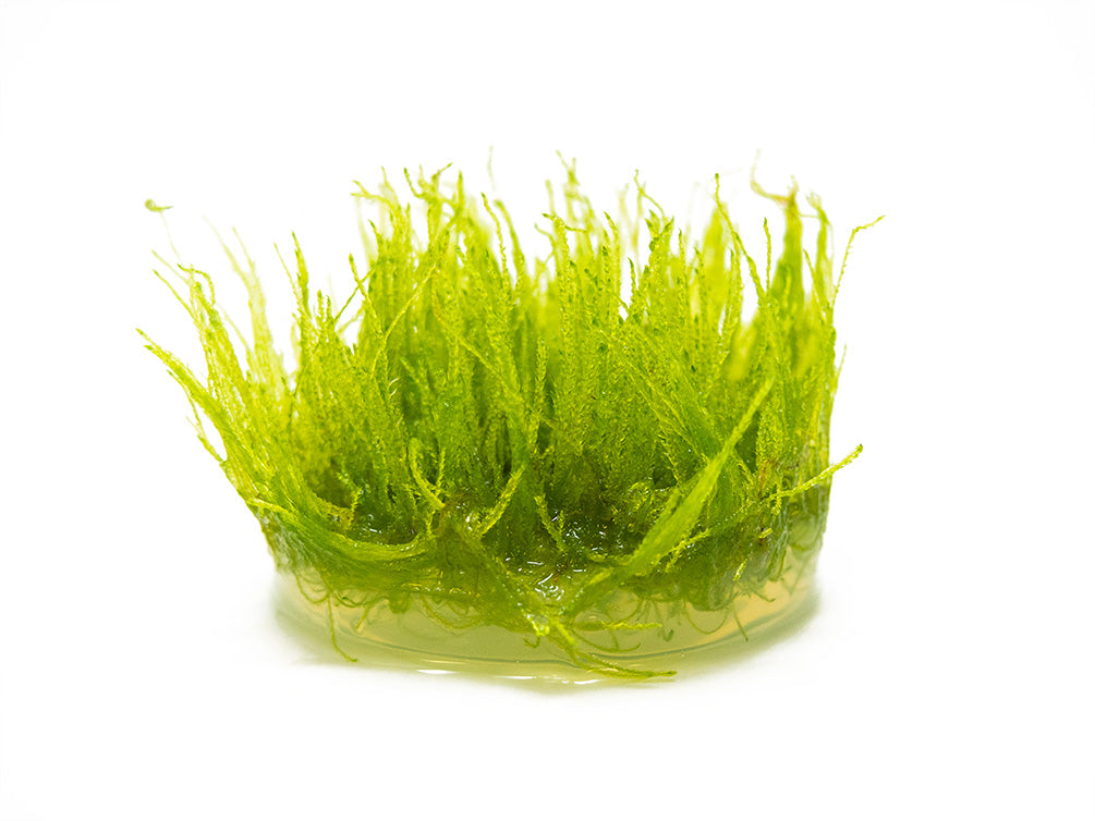 Java Moss (Taxiphyllum barbieri/Vesicularia dubyana) Tissue Culture