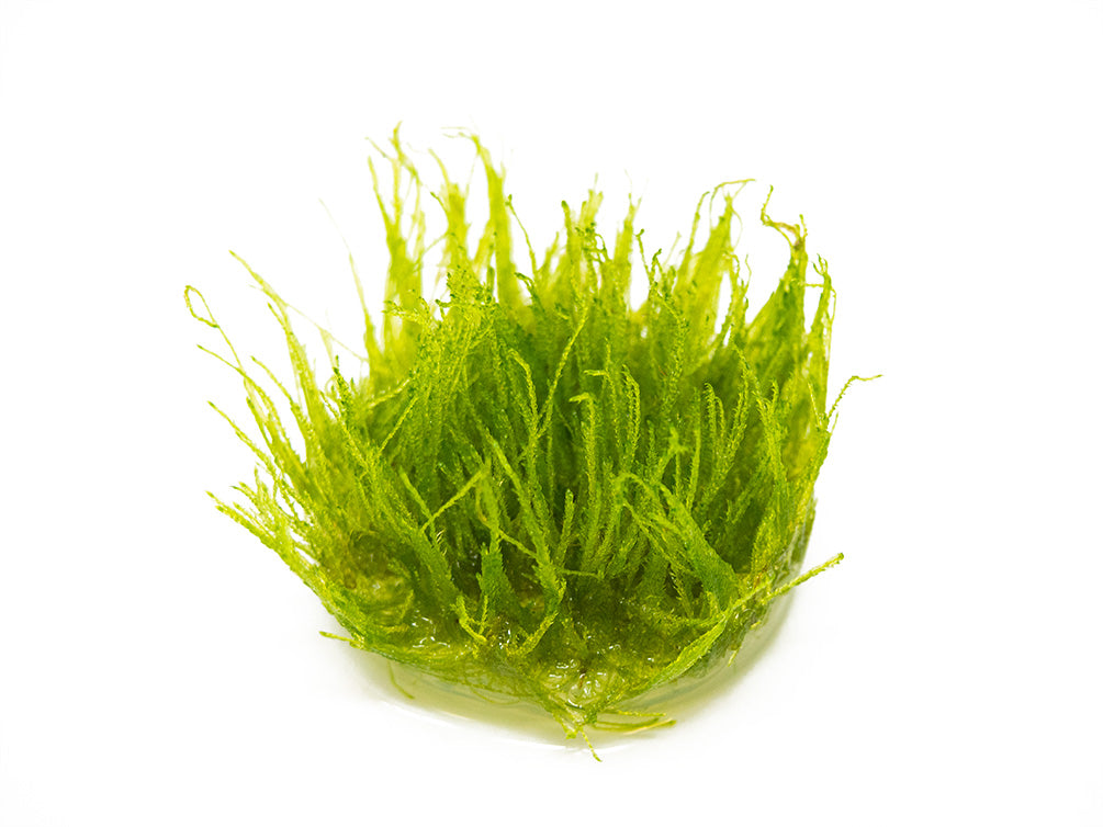 Vesicularia Dubyana Christmas Moss (GLA Tissue Culture)