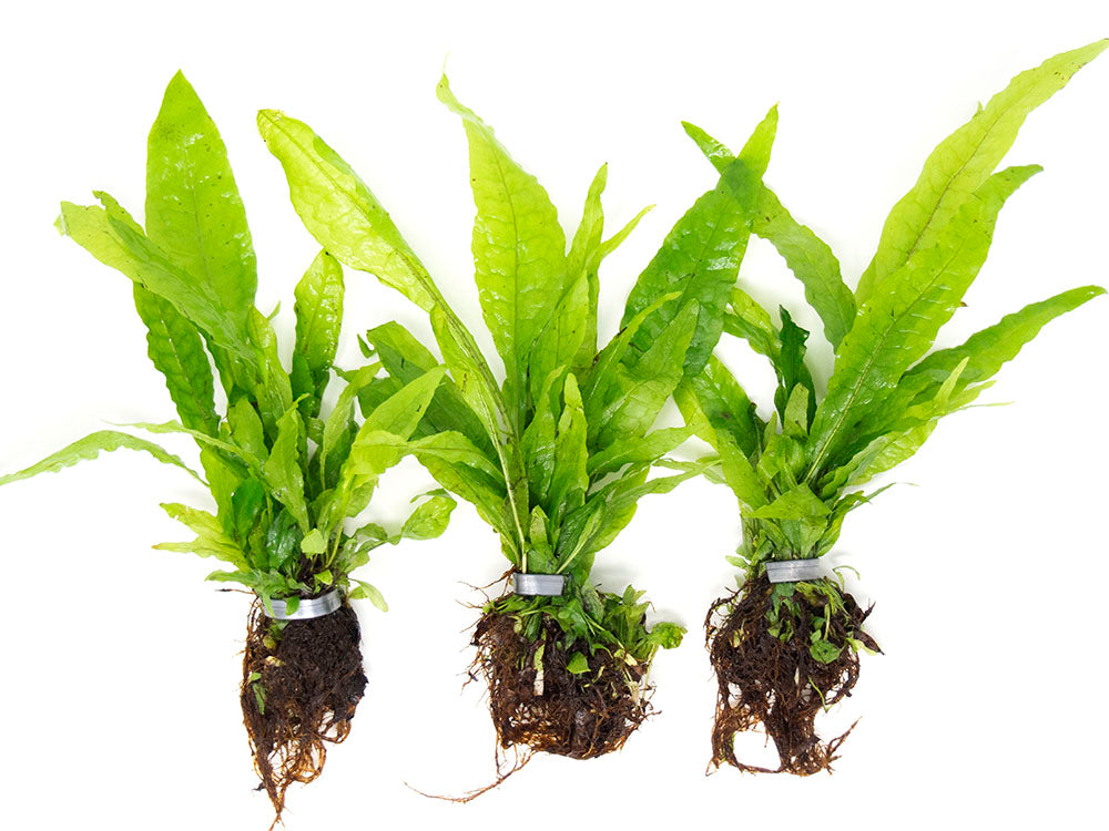 Java Fern (Microsorum pteropus), EXTRA LARGE, bare root clump