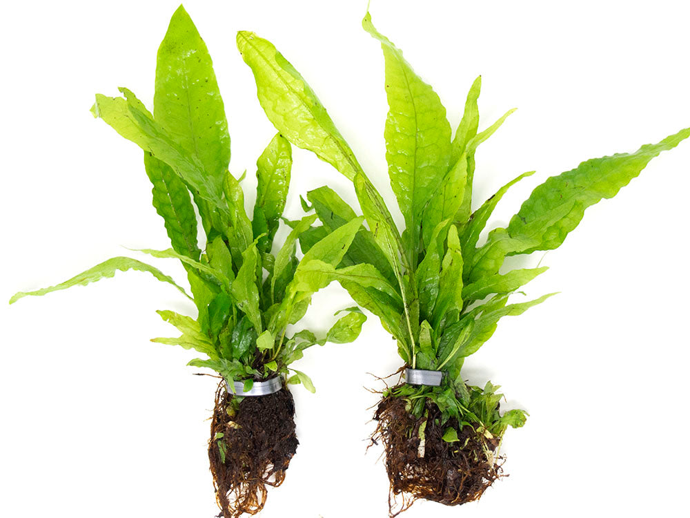 Java Fern (Microsorum pteropus), EXTRA LARGE, bare root clump