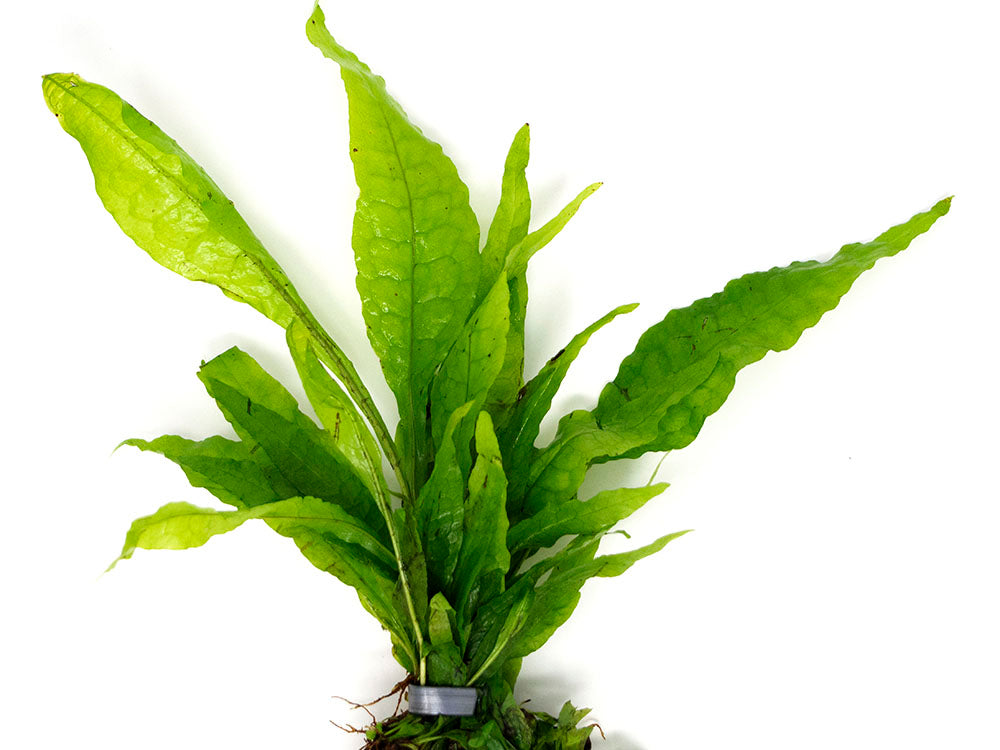 Java Fern (Microsorum pteropus), EXTRA LARGE, bare root clump