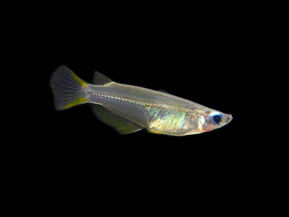 Javanese Ricefish (Oryzias javanicus) - Tank-Bred!!!