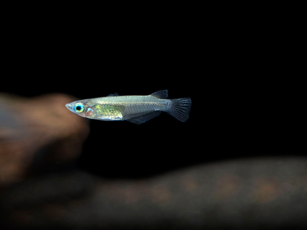 Javanese Ricefish (Oryzias javanicus) - Tank-Bred!!!