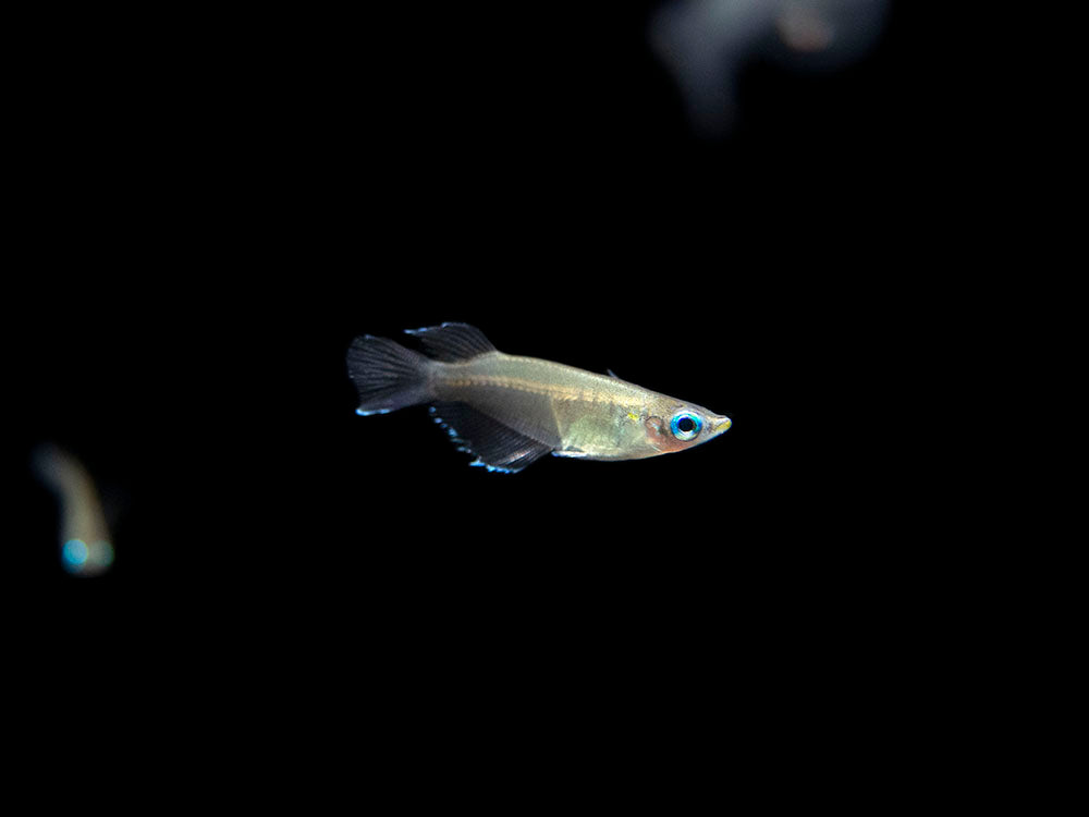 Javanese Ricefish (Oryzias javanicus) - Tank-Bred!!!