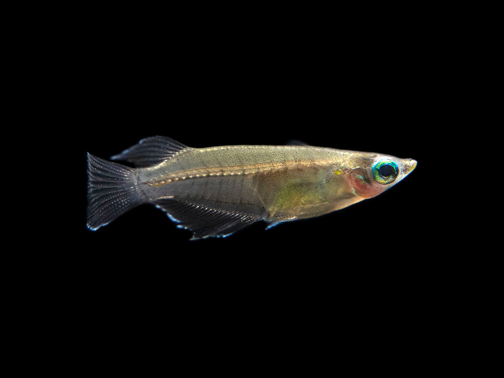 Javanese Ricefish (Oryzias javanicus) - Tank-Bred!!!