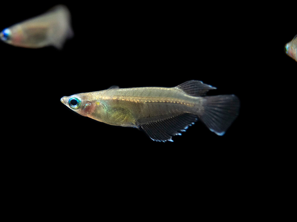 Javanese Ricefish (Oryzias javanicus) - Tank-Bred!!!