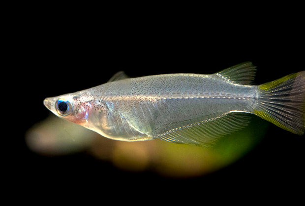 Javanese Ricefish (Oryzias javanicus) - Tank-Bred!!!