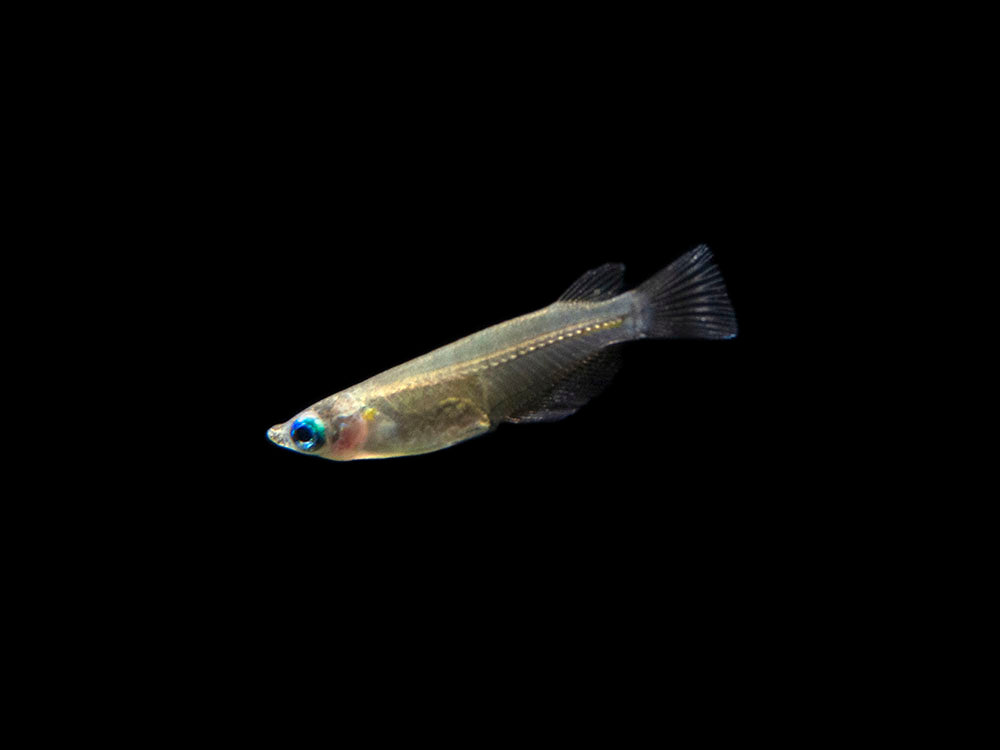 Javanese Ricefish (Oryzias javanicus) - Tank-Bred!!!