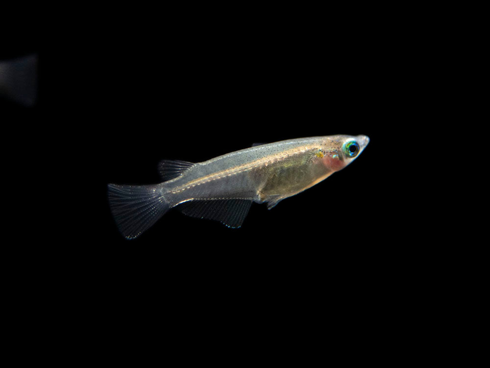 Javanese Ricefish (Oryzias javanicus) - Tank-Bred!!!