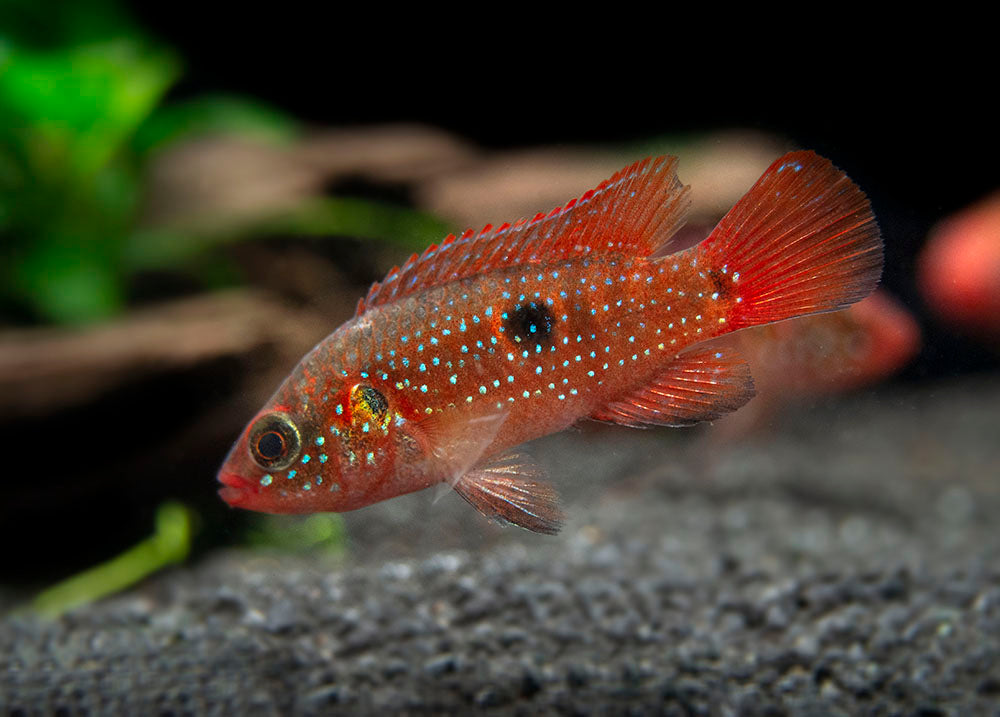 Blood Red Jewel AKA African Fire Cichlid (Hemichromis lifalili), Tank-Bred!