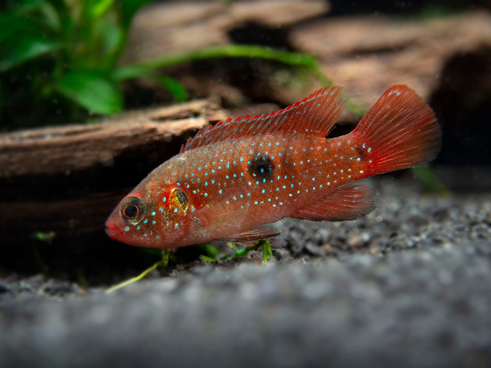 Blood Red Jewel AKA African Fire Cichlid (Hemichromis lifalili), Tank-Bred!