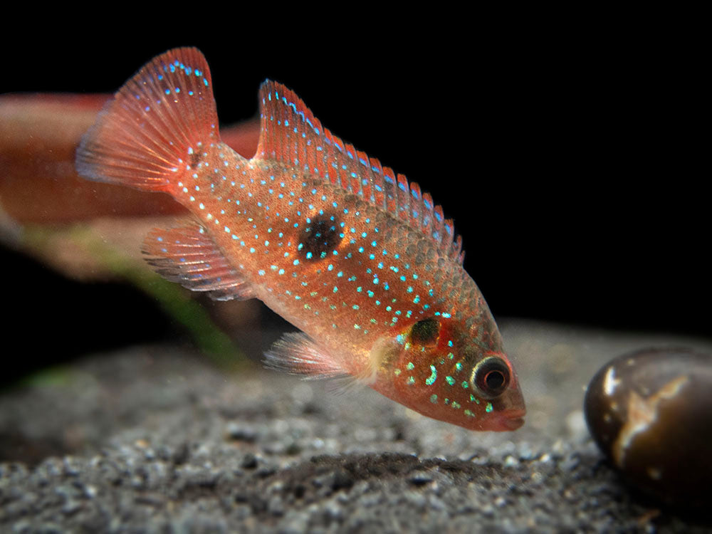 Blood Red Jewel AKA African Fire Cichlid (Hemichromis lifalili), Tank-Bred!