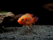 Blood Red Jewel AKA African Fire Cichlid (Hemichromis lifalili), Tank-Bred!