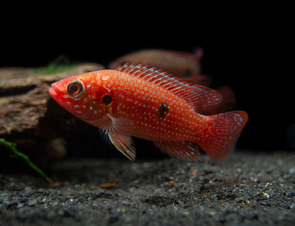 Blood Red Jewel AKA African Fire Cichlid (Hemichromis lifalili), Tank-Bred!