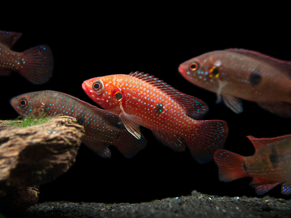 Blood Red Jewel AKA African Fire Cichlid (Hemichromis lifalili), Tank-Bred!