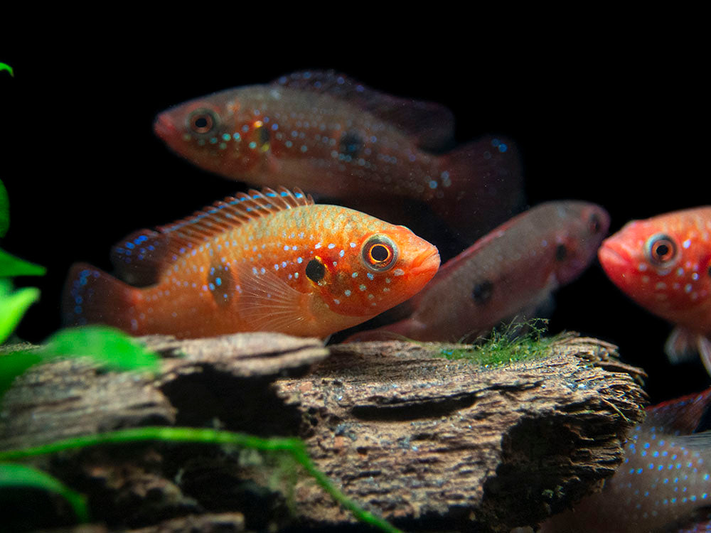 Blood Red Jewel AKA African Fire Cichlid (Hemichromis lifalili), Tank-Bred!