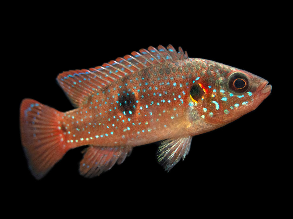 Blood Red Jewel AKA African Fire Cichlid (Hemichromis lifalili), Tank-Bred!