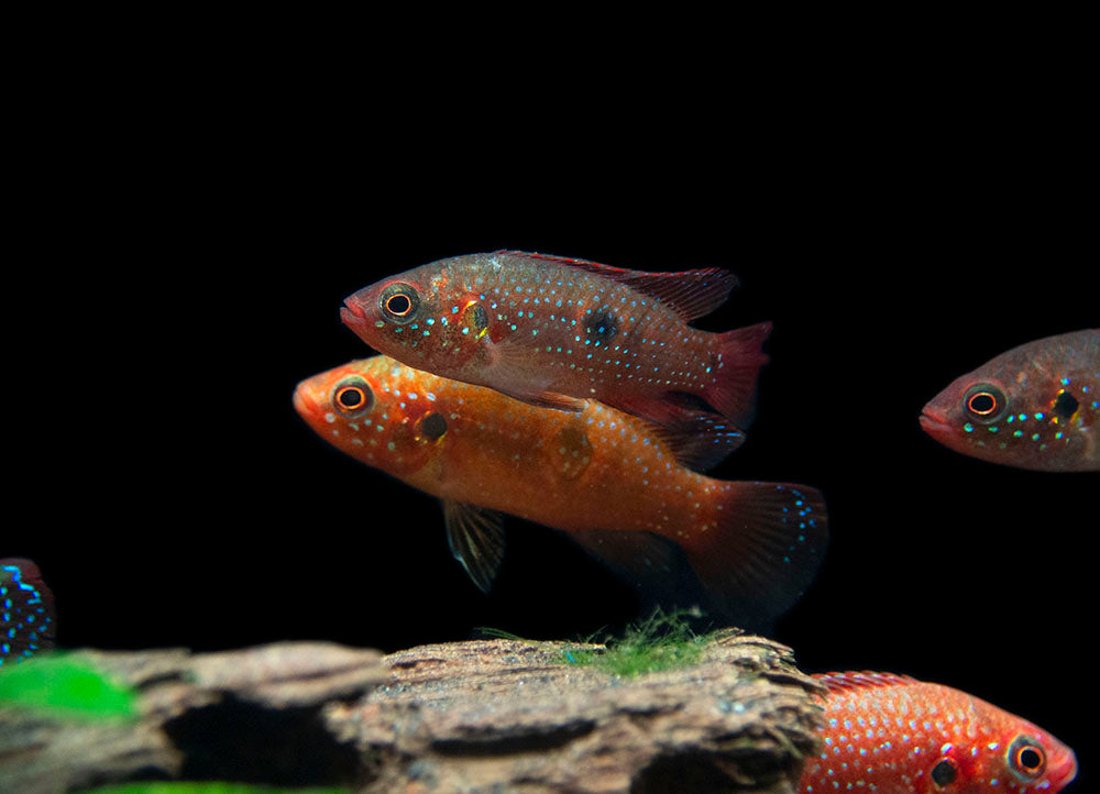 Blood Red Jewel AKA African Fire Cichlid (Hemichromis lifalili), Tank-Bred!