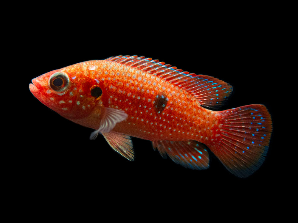 Blood Red Jewel AKA African Fire Cichlid (Hemichromis lifalili), Tank-Bred!