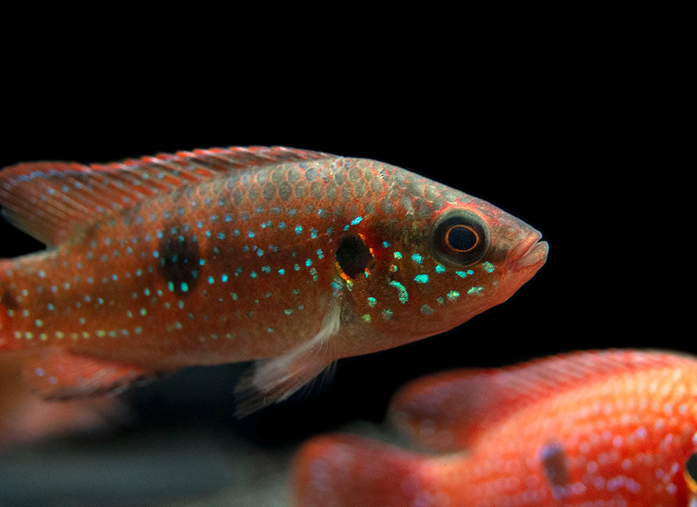 Blood Red Jewel AKA African Fire Cichlid (Hemichromis lifalili), Tank-Bred!