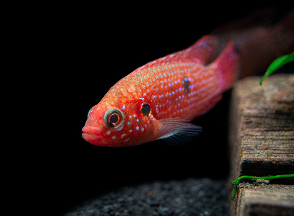 Blood Red Jewel AKA African Fire Cichlid (Hemichromis lifalili), Tank-Bred!